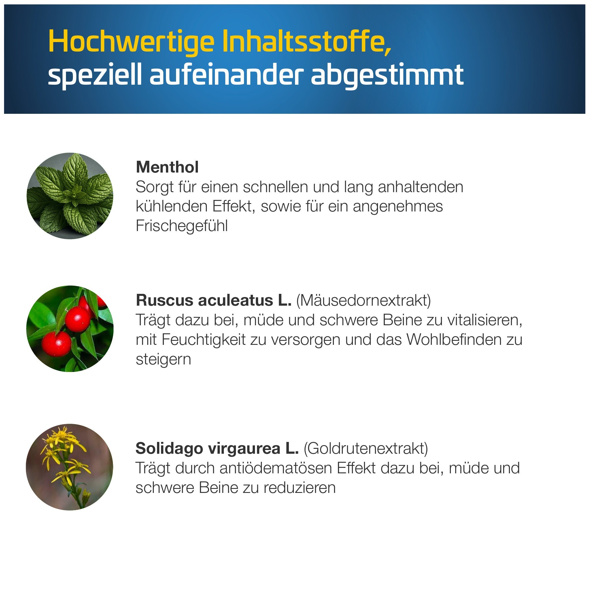 Drei pflanzliche Inhaltsstoffe des Gels: Menthol für kühlenden Effekt, Mäusedornextrakt (Ruscus) zur Vitalisierung schwerer Beine, Goldrutenextrakt (Solidago) zur Reduzierung von Schwellungen.